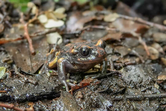 Image de Telmatobufo Schmidt 1952