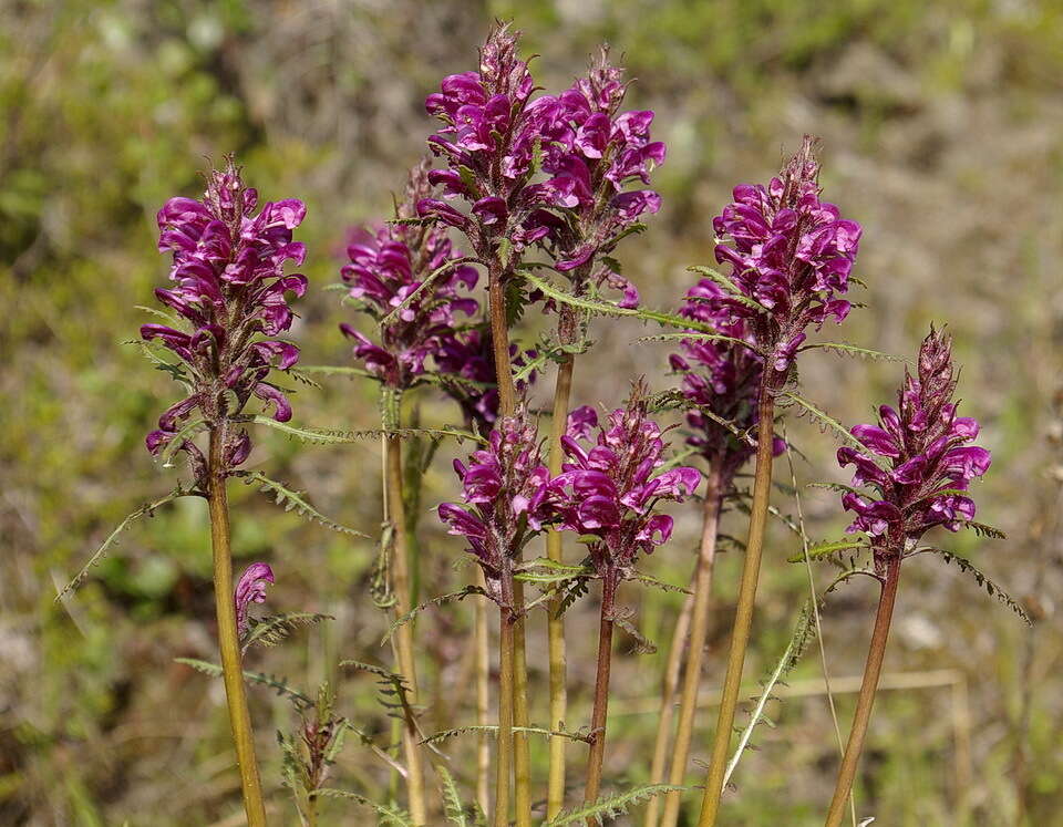 Image of Purple-Rattle