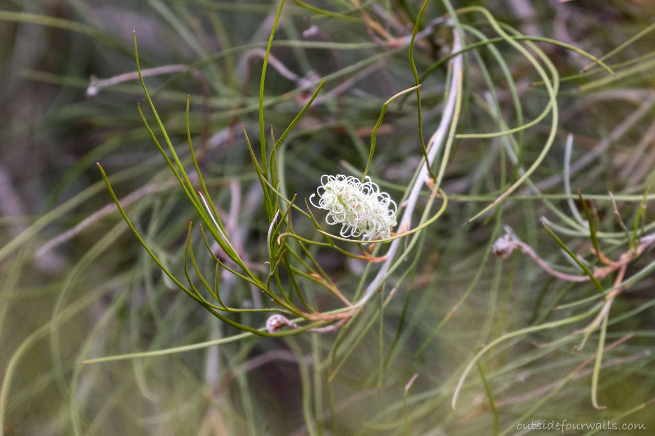 Image of Grevillea pterosperma F. Müll.