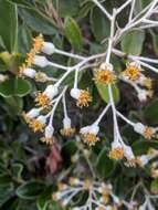 Image of Brachyglottis elaeagnifolia (Hook. fil.) B. Nord.