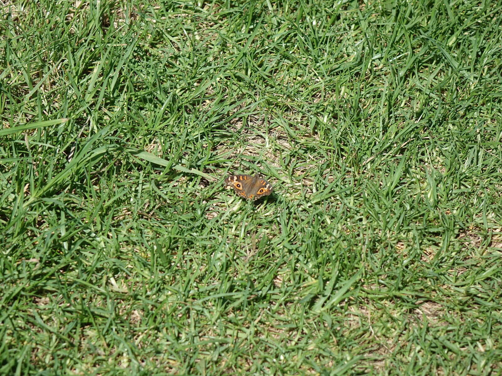 Image of Meadow Argus