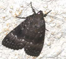 Image of copper underwing