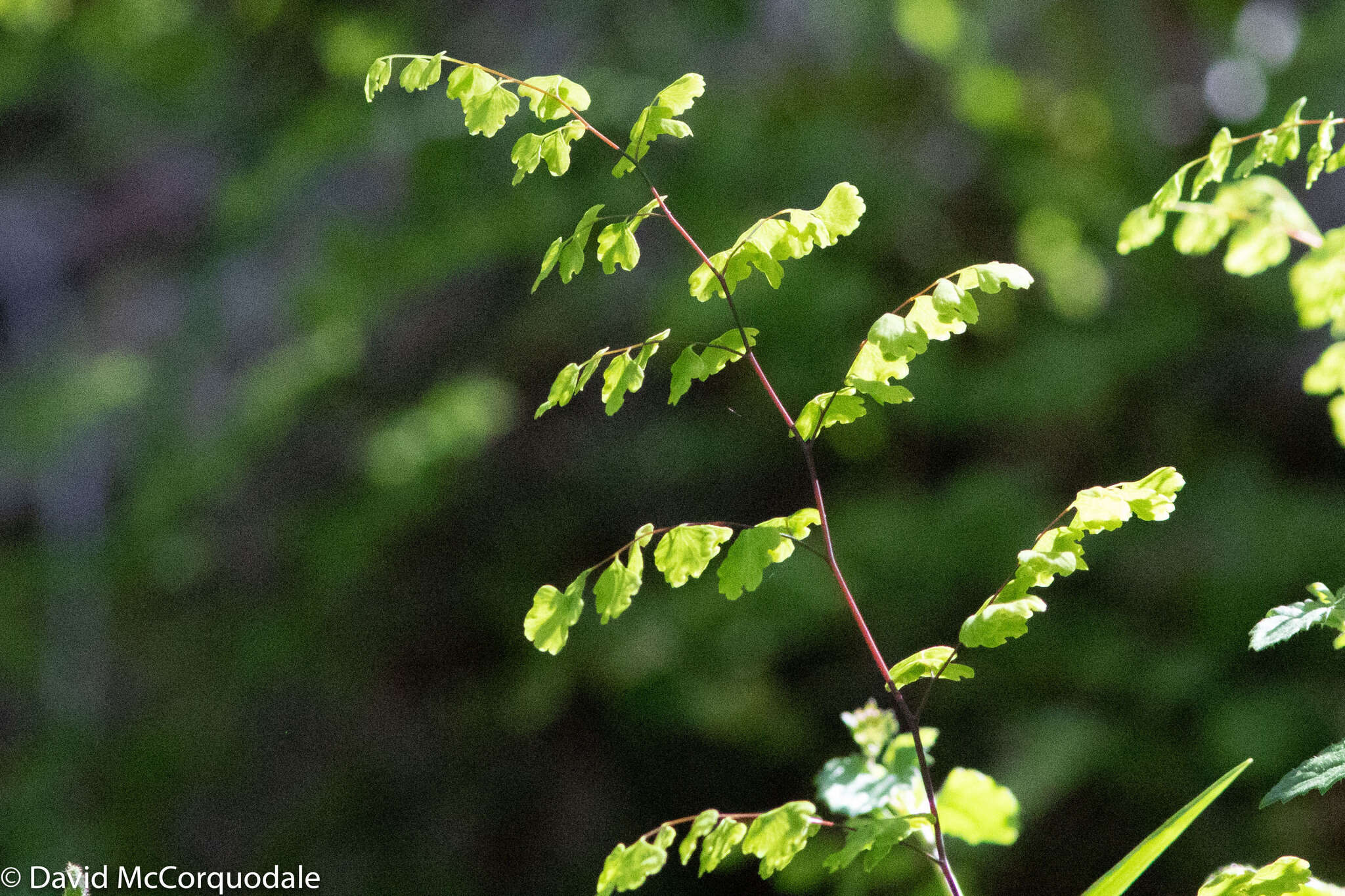 Image of Adiantum aethiopicum L.