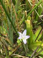 Campanula californica (Kellogg) A. Heller resmi