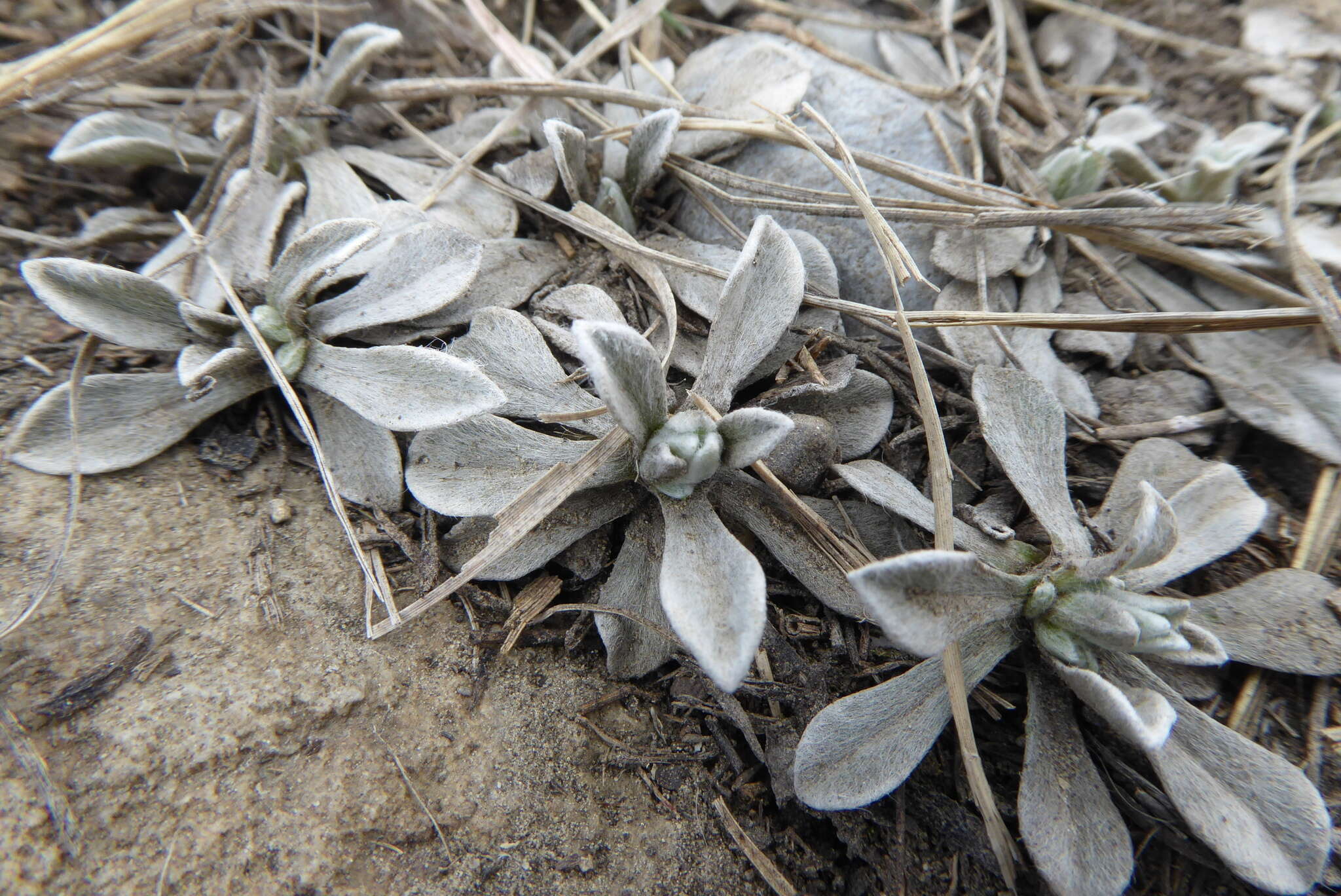 Imagem de Antennaria parvifolia Nutt.