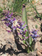 Image of Lachenalia orchioides subsp. parviflora (W. F. Barker) G. D. Duncan