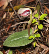 Image of Corybas rotundifolius (Hook. fil.) Rchb. fil.