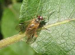 Image of Small Fleck-winged Snipe Fly