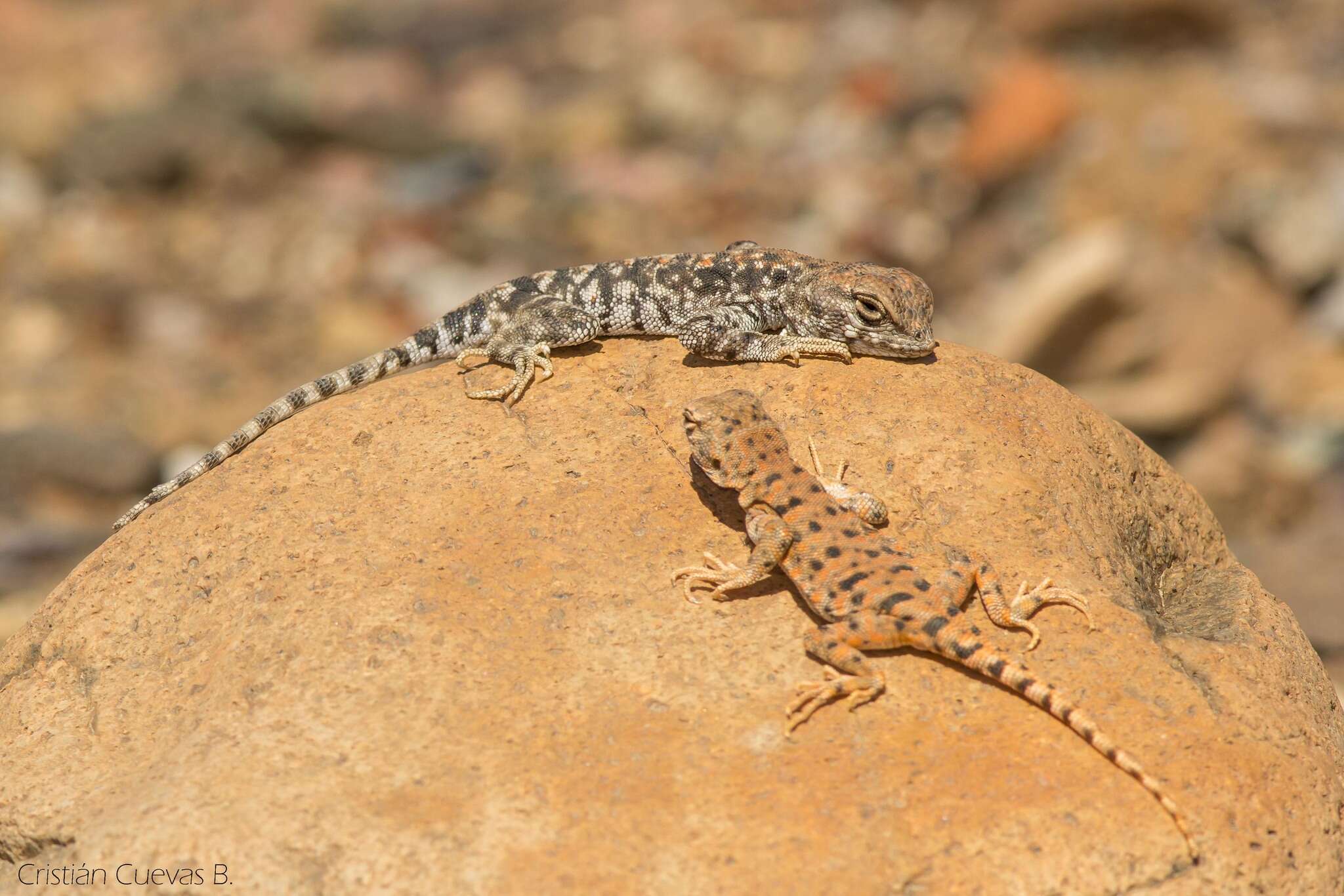 Image of Liolaemus audituvelatus (Núñez & Yáñez 1983)