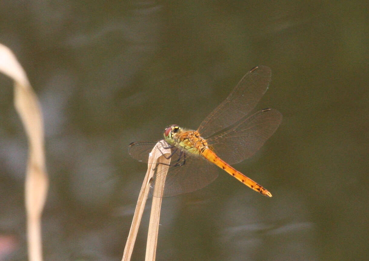 Image of spotted darter