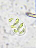 Слика од Nephrocytium lunatum