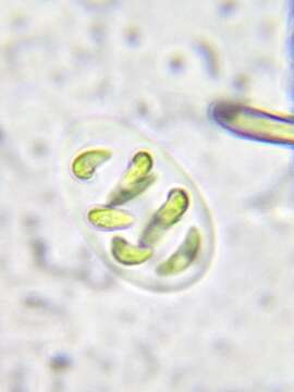 Image de Nephrocytium lunatum