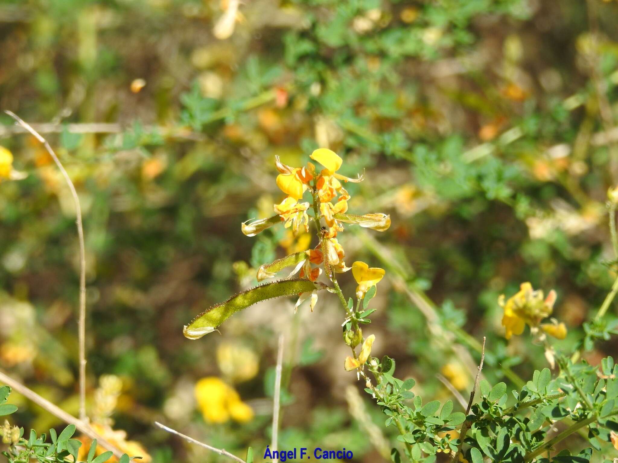 Image of Adenocarpus complicatus (L.) Gay