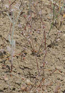 Image de Eriogonum vestitum Howell