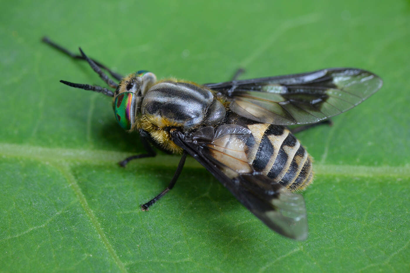 Image of Chrysops divaricatus Loew 1858