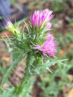 Image of Italian plumeless thistle