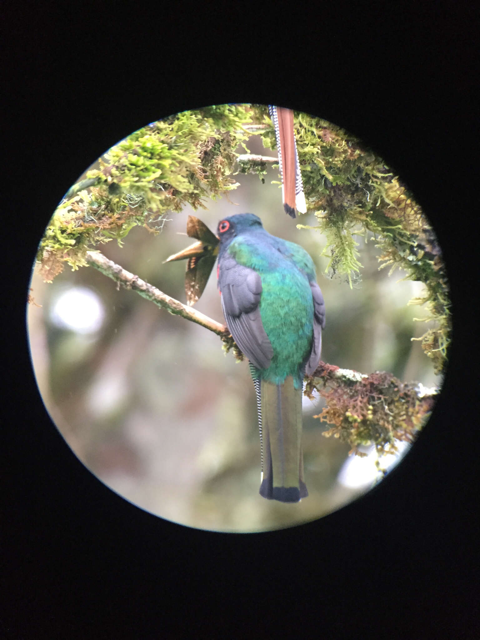 Imagem de Trogon personatus Gould 1842