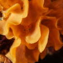 Image of Laminopora jellyae (Levinsen 1909)