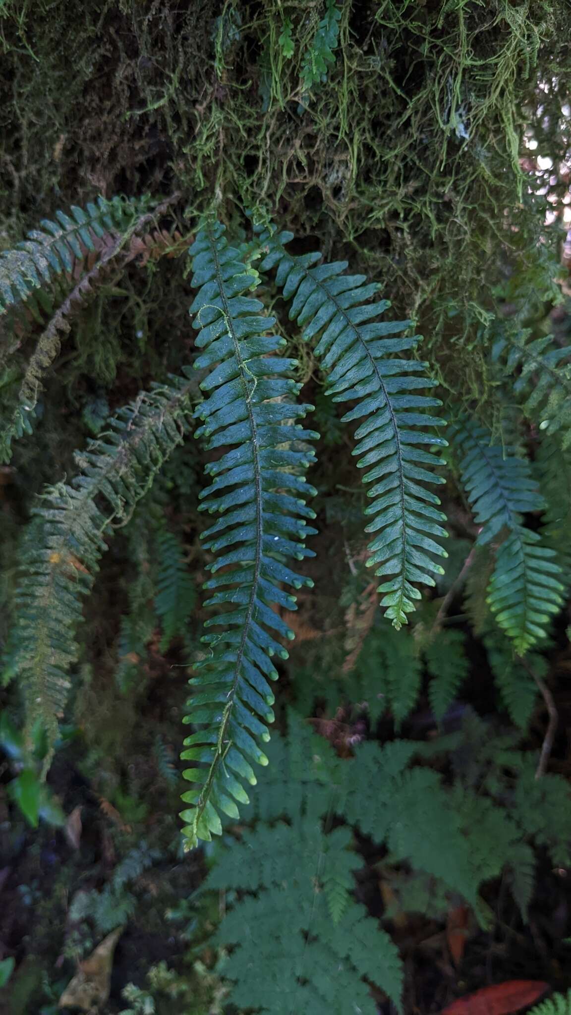 Image de Prosaptia formosana (Hayata) T. C. Hsu