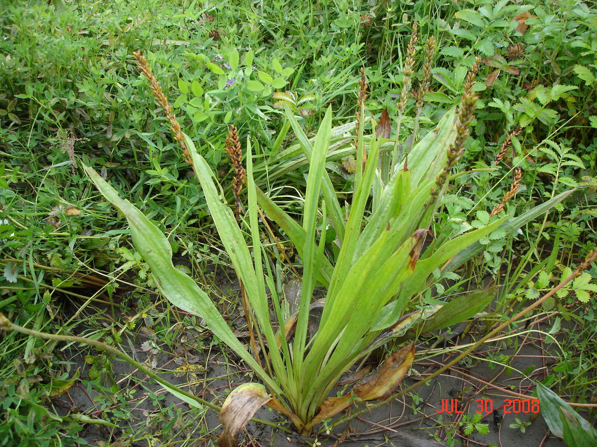 Plantago macrocarpa Cham. & Schltdl. resmi