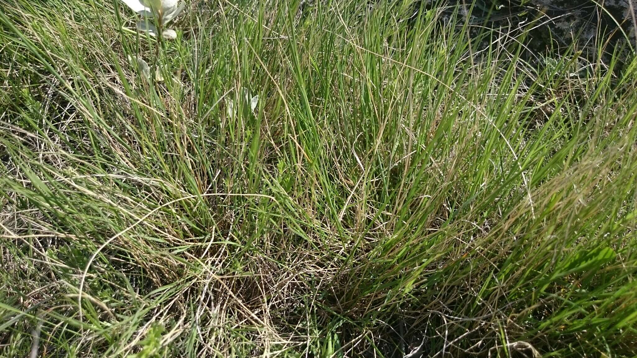 Image of plains muhly