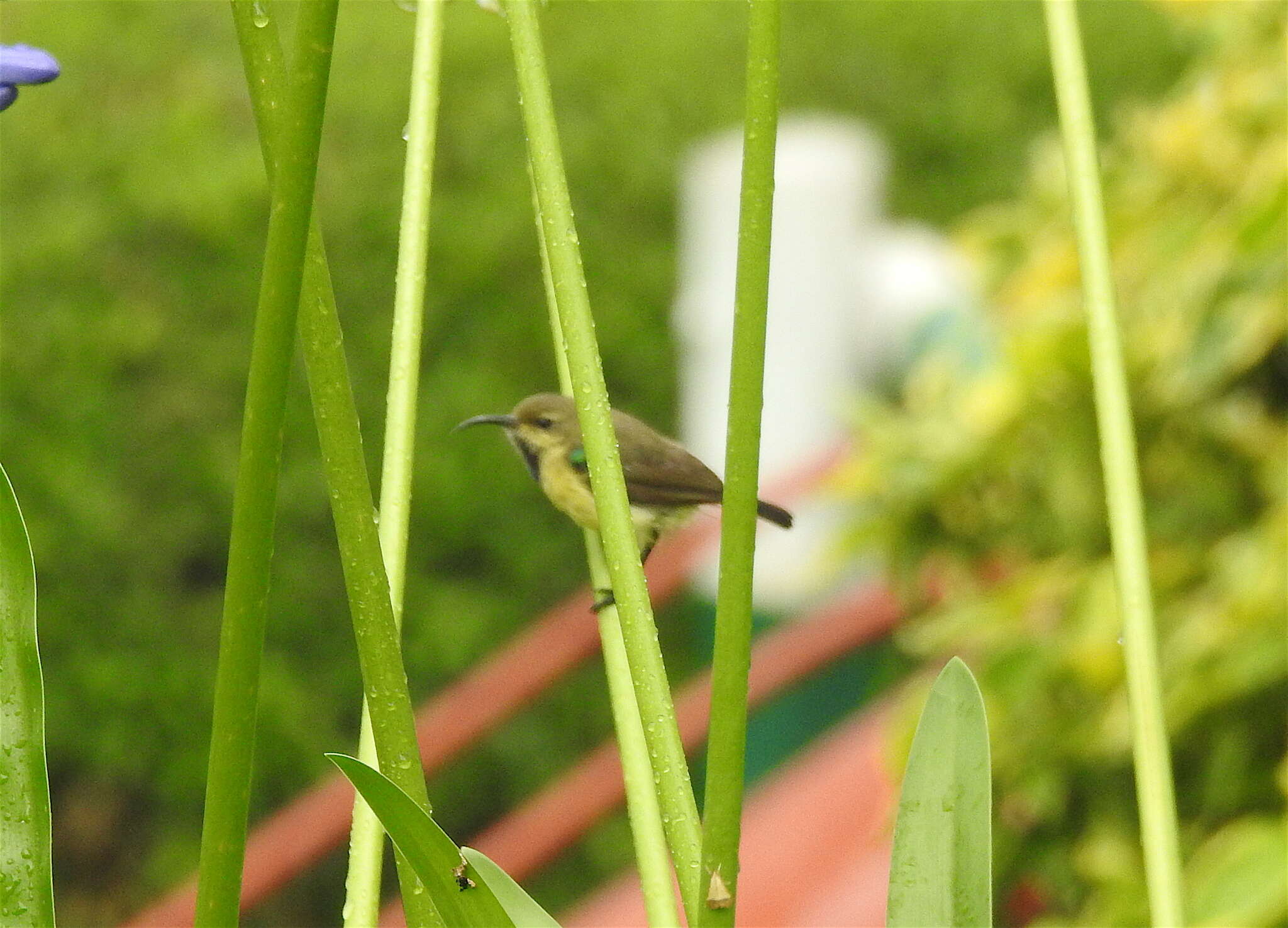 Cinnyris venustus (Shaw 1799) resmi