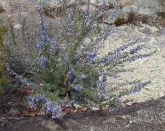 Image of Turpentine Mint-bush