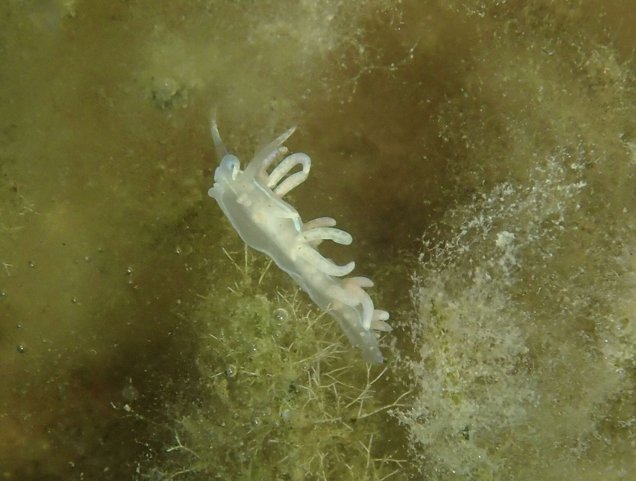 Image of coral nudibranch