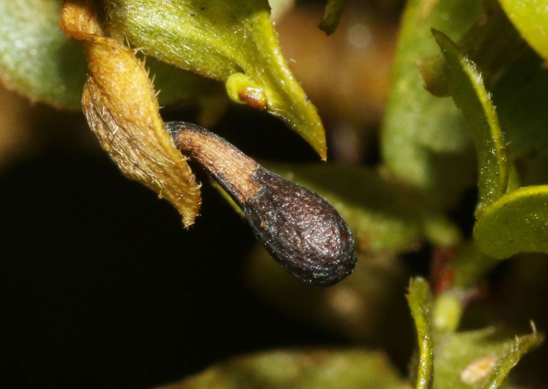 Plancia ëd Asphondylia clavata Gagne 1990