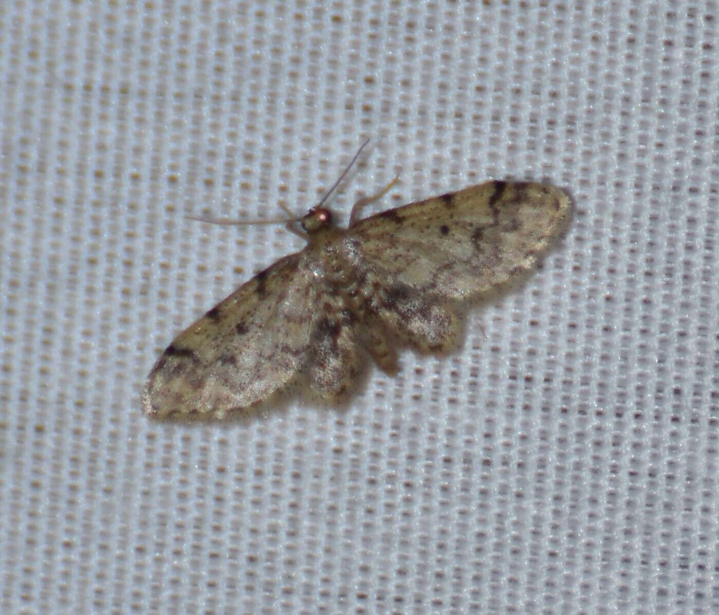 Image of Idaea pervertipennis Hulst 1900