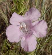 Imagem de Agalinis densiflora Blake