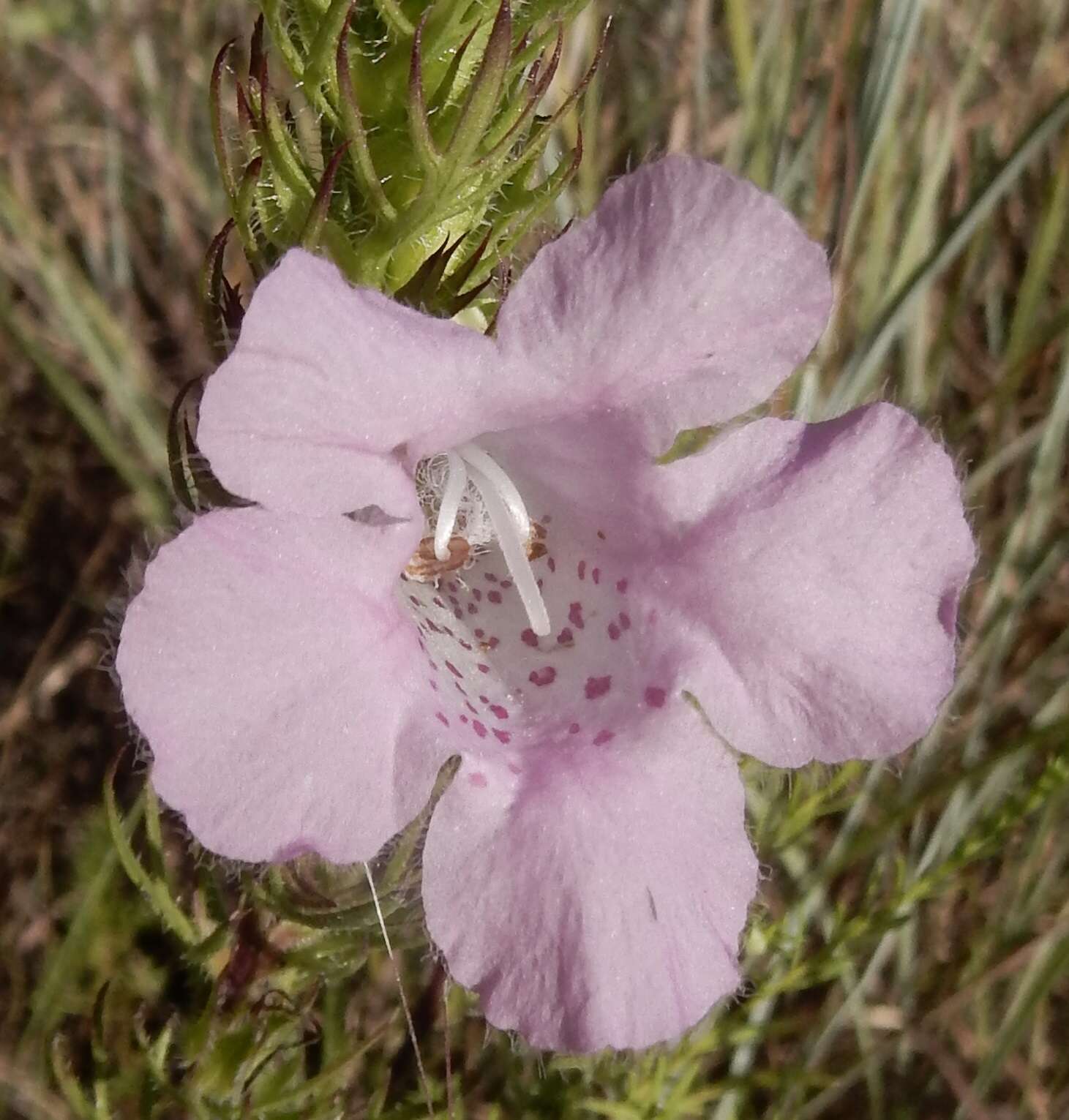 Imagem de Agalinis densiflora Blake