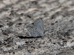 Image of Celastrina philippina