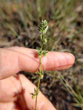 Image of southwestern bedstraw