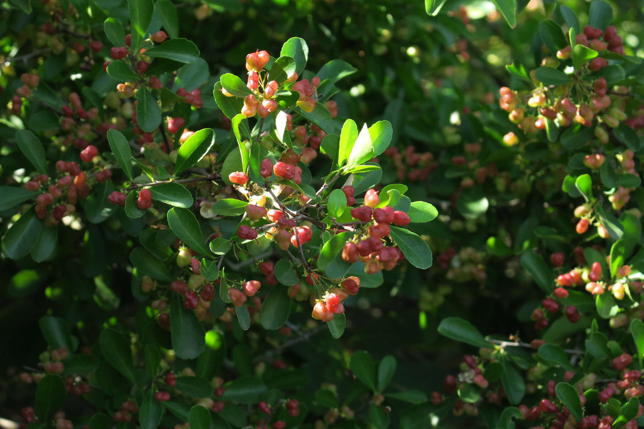 Image of Gymnosporia diversifolia Maxim.