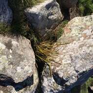 Image of Libertia ixioides (G. Forst.) Spreng.