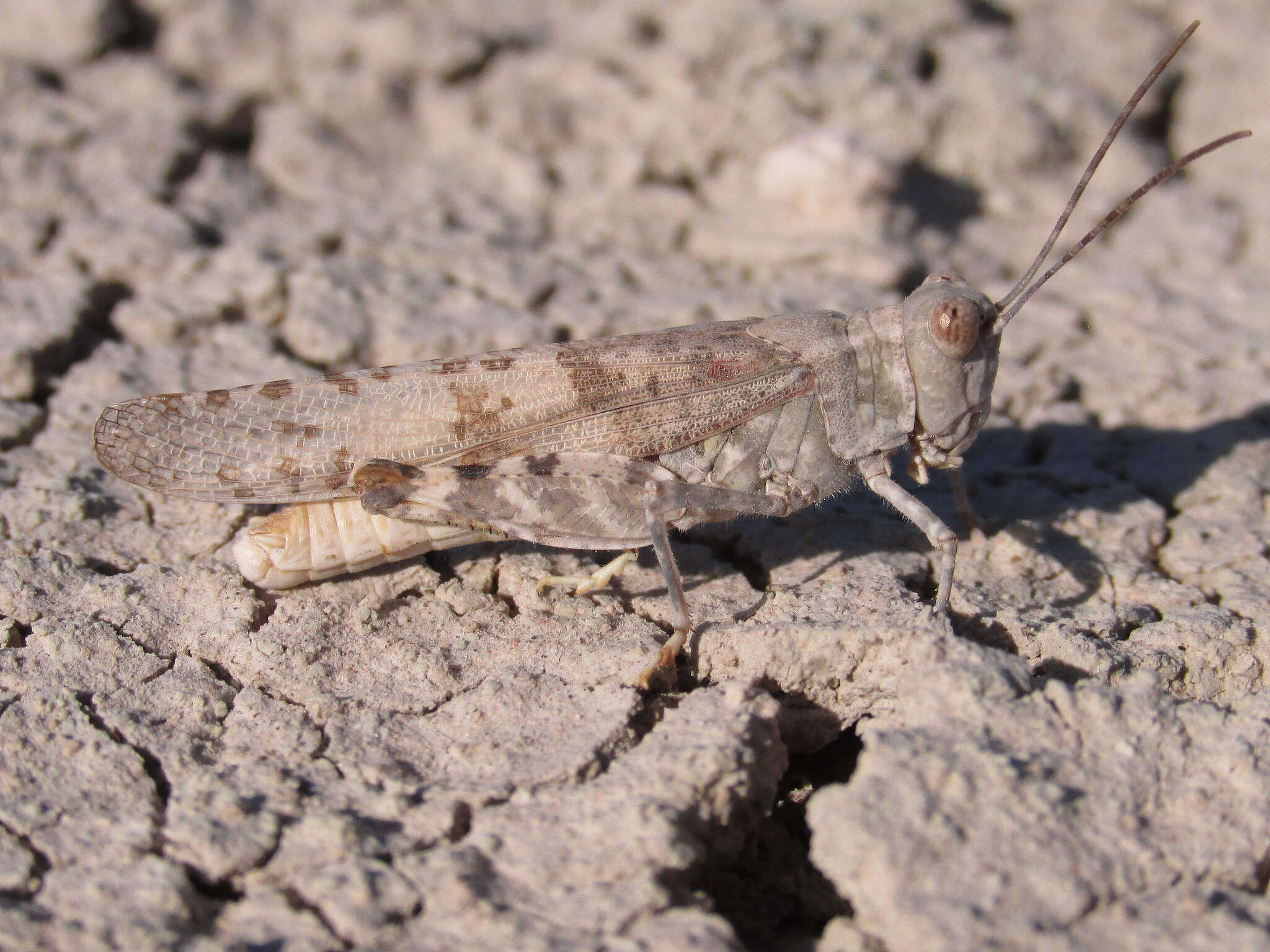 Trimerotropis sparsa (Thomas & C. 1875)的圖片