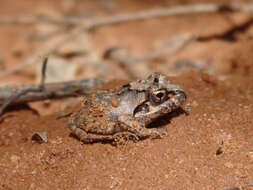 Image of Laliostoma Glaw, Vences & Böhme 1998