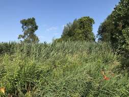 Image of Phragmites australis subsp. australis