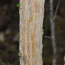 Sivun Calliandra haematomma var. colletioides (Griseb.) Barneby kuva