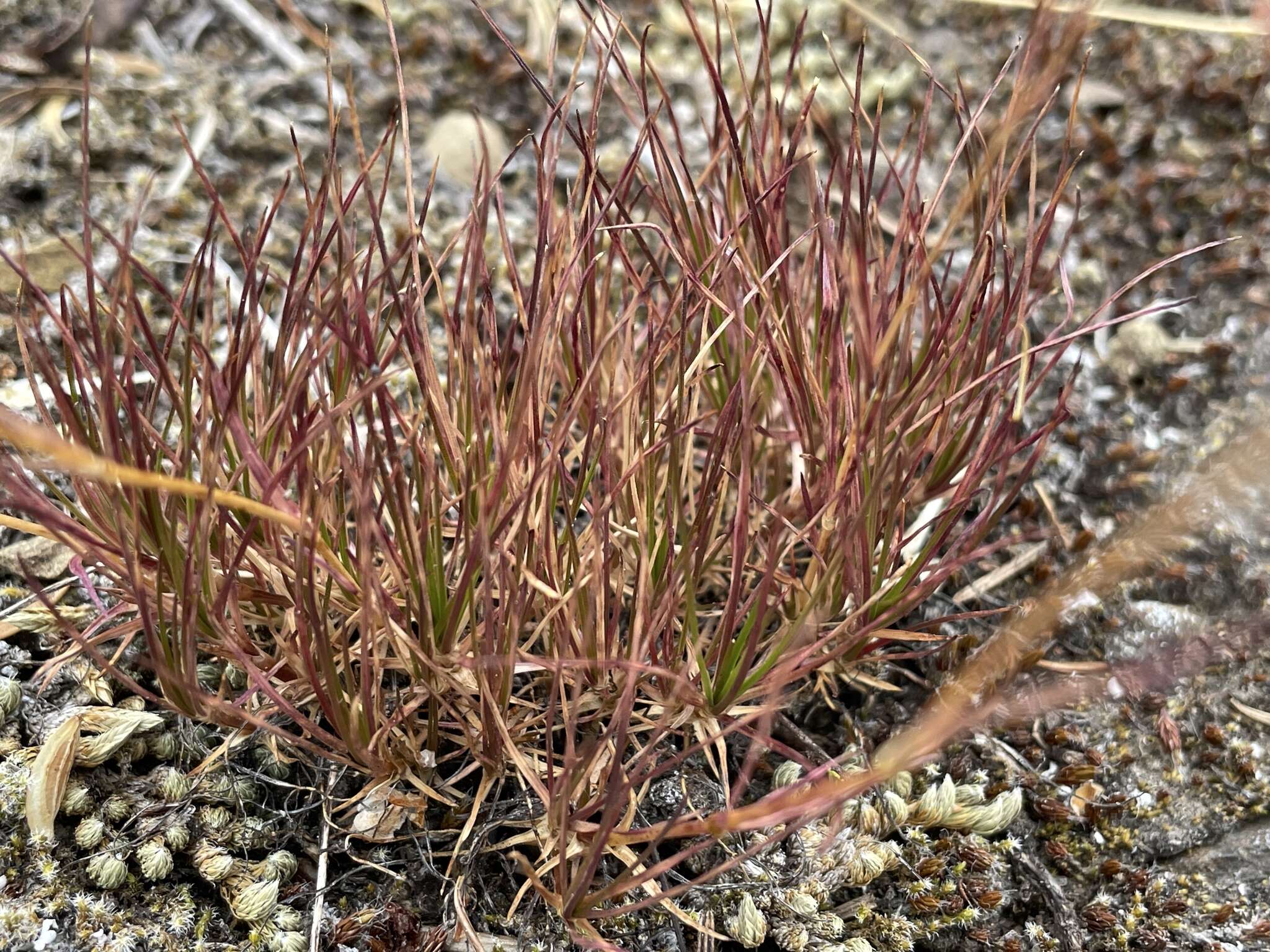 Plancia ëd Eremogone capillaris var. americana (Maguire) R. L. Hartman & Rabeler