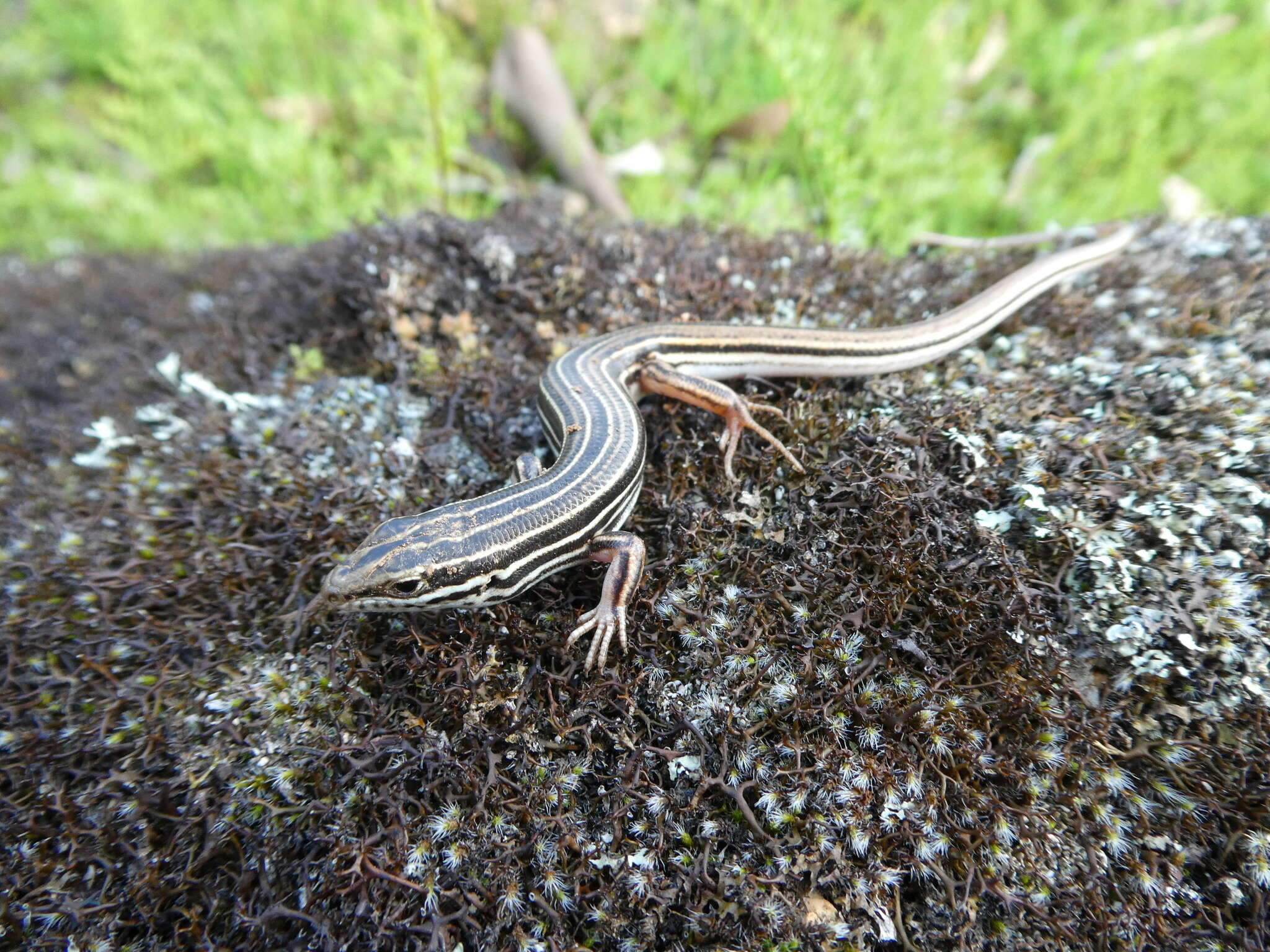 Imagem de Ctenotus taeniolatus (White 1790)