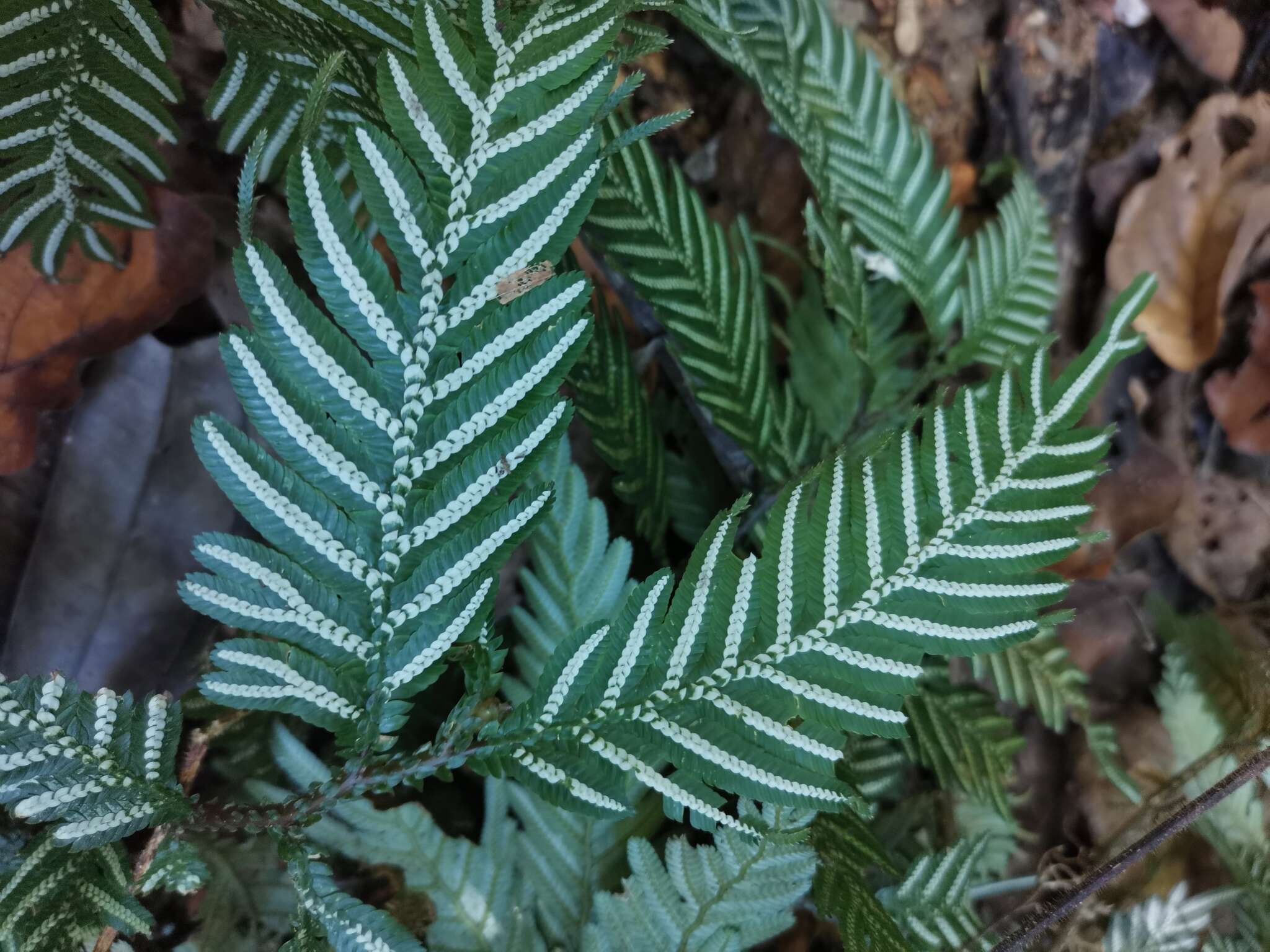 Image of Selaginella picta (Griff.) A. Br. ex Bak.