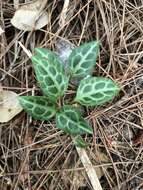 Image of Pyrola alboreticulata Hayata