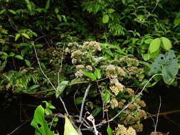 Mikania parviflora (Aublet) Karsten resmi