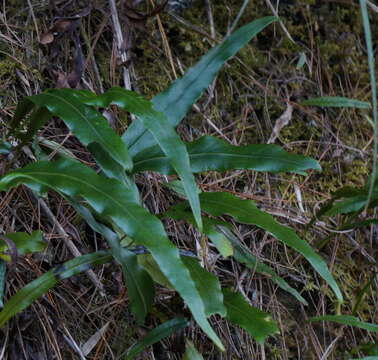 Lepidomicrosorium ningpoense resmi