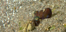 Image of Humming-bird Bobtail Squid