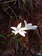 Image of Pinguicula parvifolia Robinson