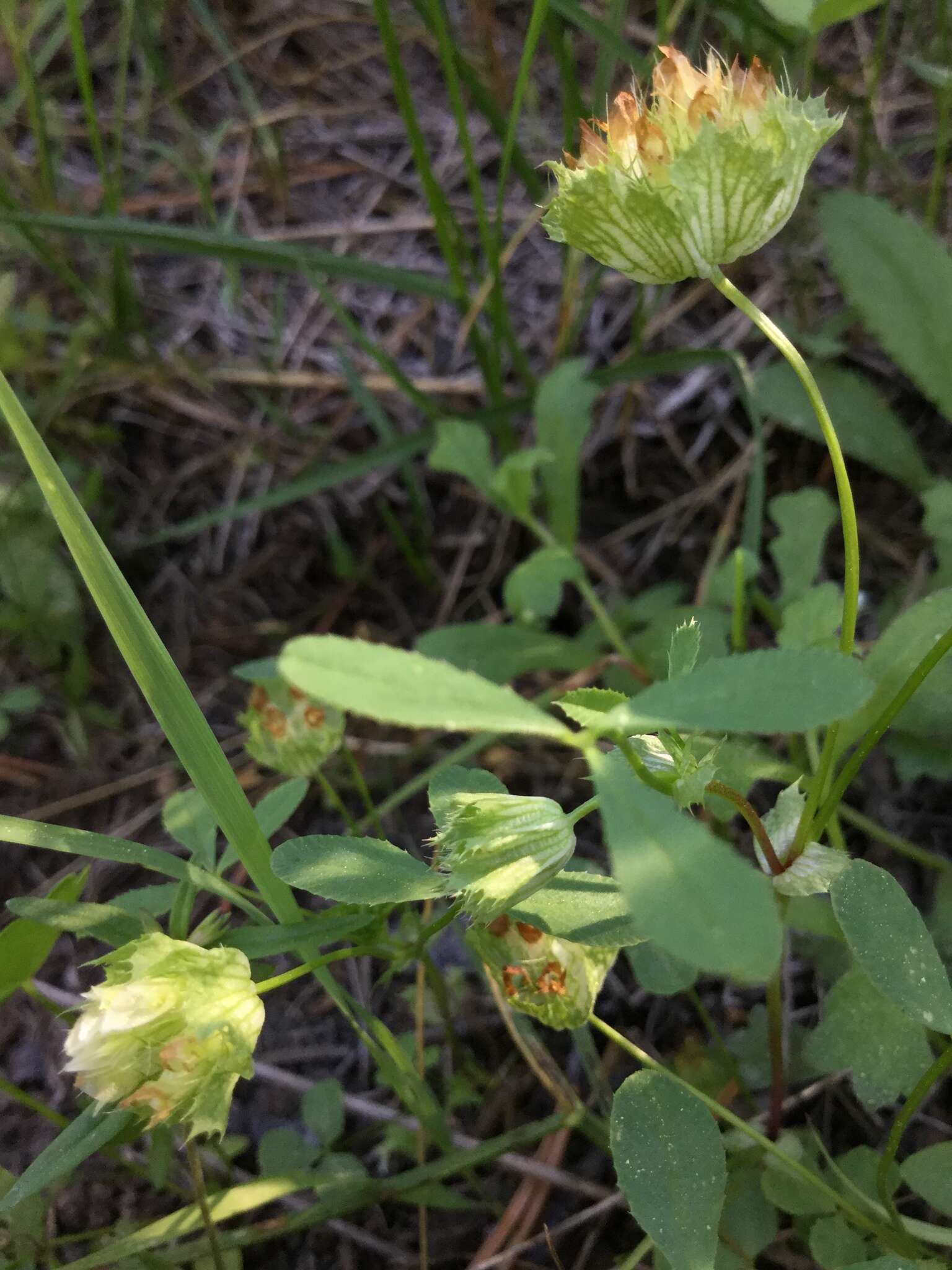 Image of cup clover