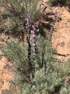 Image of Buckley's beardtongue